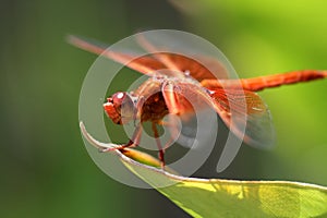 Perched Red Dragon