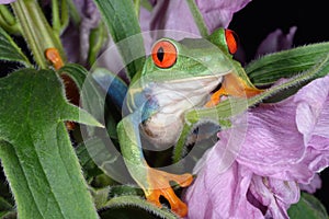 Perched Red Eye Tree Frog