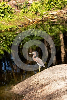 Perched red heron Egretta rufescens in a marsh