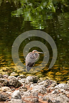 Perched red heron Egretta rufescens in a marsh