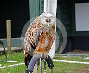 Perched red kite at a bird of prey centre