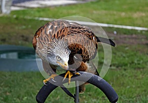 Perched red kite at a bird of prey centre