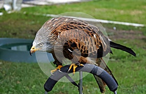 Perched red kite at a bird of prey centre