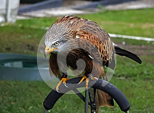 Perched red kite at a bird of prey centre