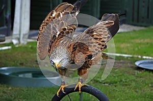 Perched red kite at a bird of prey centre