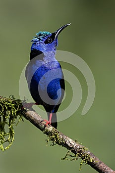 A perched red legged honeycreeper