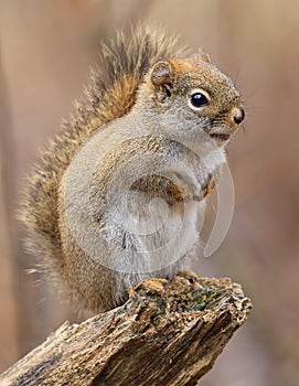 Perched red squirrel on the tree trunk with blur background,