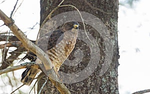 Perched Red-Tail hawk on a tree branch,