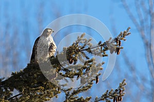 Perched red tailed hawk.