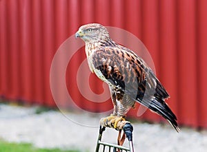 Perched Red-Tailed Hawk