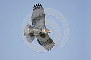 Perched Red-tailed Hawk