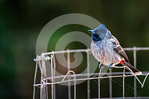 Perched Red-vented Bulbul or Pycnonotus cafer