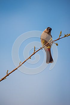 Perched Red-vented Bulbul Pycnonotus cafer at Taksin Maharach National Park ,Thailand