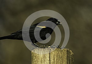 Perched Red Winged Blackbird With Seeds