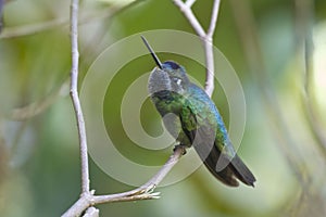 Perched Rivoli`s Hummingbird, Eugenes fulgens