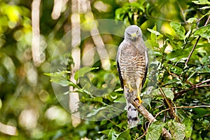 Perched Roadside Hawk