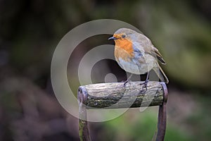 Perched robin