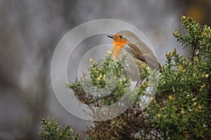 Perched robin songbird portrait