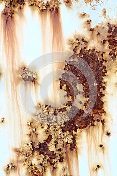 Perched on a rusty steel plate.