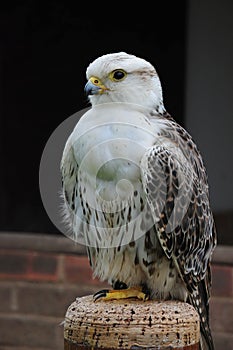 Perched saker falcon Falco cherrug