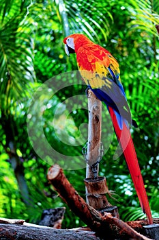 Perched scarlet macaw