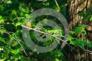 Perched in the shade