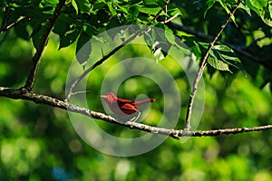 Perched in the shade