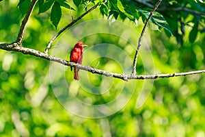 Perched in the shade