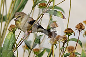 Perched on slender foliage non breeding female American goldfinch
