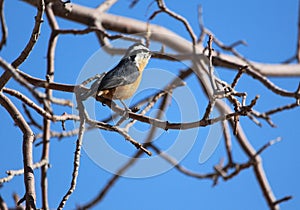 Perched songbird red-breasted nuthatch