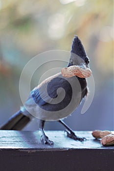 Perched Stellar`s Jay grasping a peanut in its beak