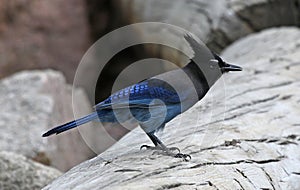 Perched Steller`s Jay