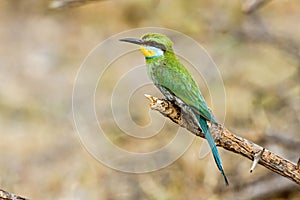 A perched Swallow-tailed bee-eater