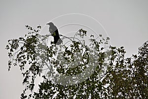 Perched on the top branches of a birch tree in early spring is a crow observing the environment, shown in silhouette.