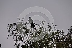 Perched on the top branches of a birch tree. In early spring is a crow observing the environment, shown in silhouette.  Crows are 