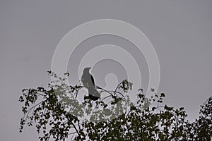 Perched on the top branches of a birch tree. In early spring is a crow observing the environment, shown in silhouette.  Crows are