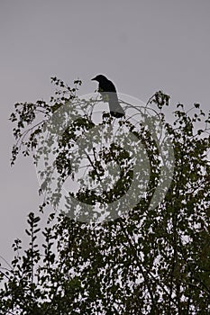 Perched on the top branches of a birch tree, in early spring is a crow observing the environment, shown in silhouette.  Crows are 