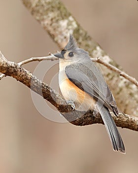 Perched Tufted Titmouse