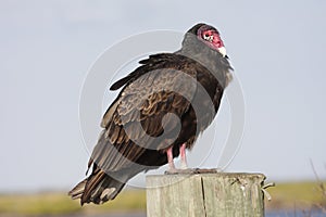 Perched Turkey Vulture