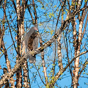 Perched Turkey Vulture