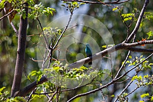 A Perched Verditer Flycatcher on Branch