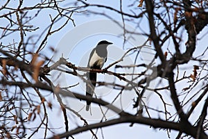 Perched white black billed Magpie