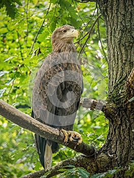 Perched white-tailed sea eagle in aviary