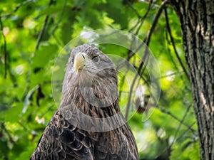 Perched white-tailed sea eagle in aviary