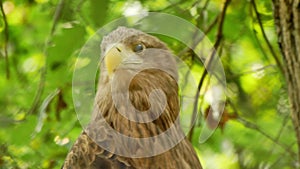 Perched white-tailed sea eagle in aviary