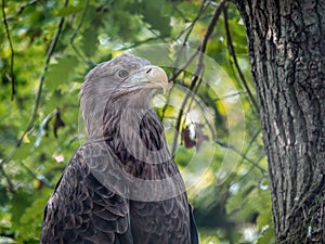 Perched white-tailed sea eagle in aviary