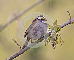 Perched White-throated Sparrow