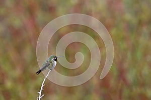 Perched Wild Hummingbird