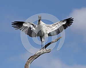 Perched wood stork with its wings outstretched photo