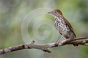 A perched wood thrush photo